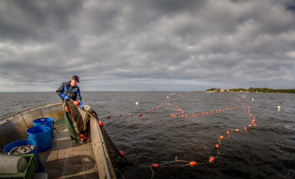 pintaverkko netti 4 1024x622